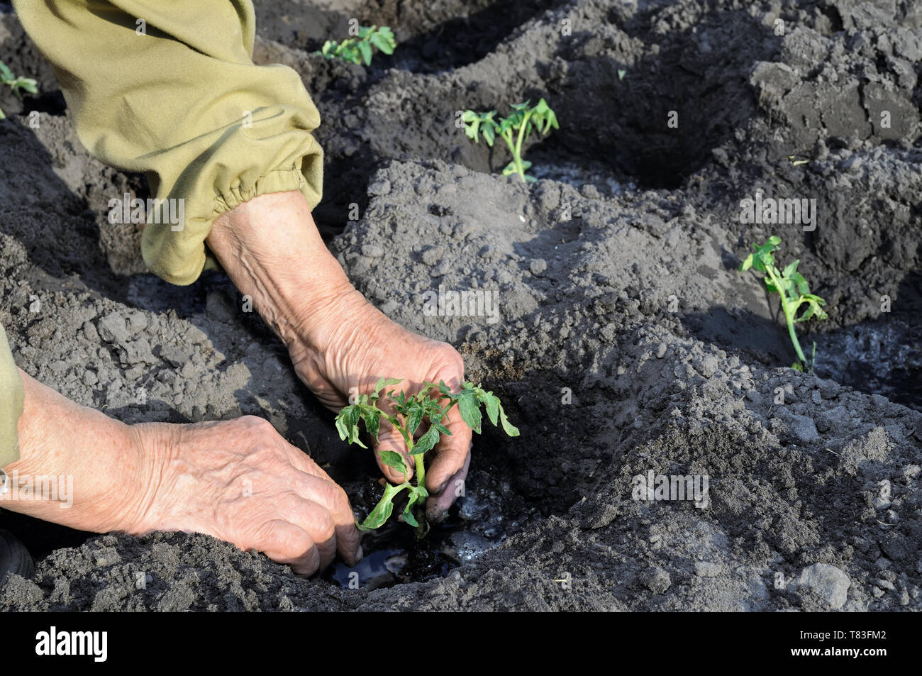 gardener's hands planting a tomato seedling in the vegetable garden ...