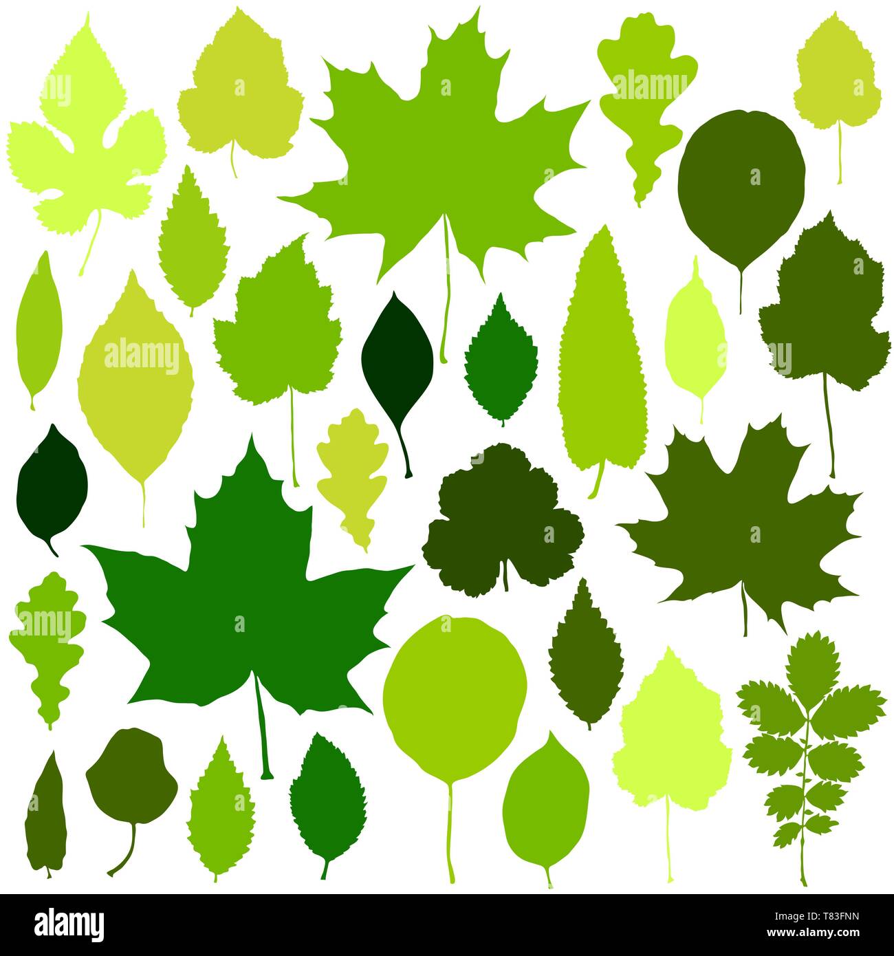 Green leaves set on white background vector Stock Vector Image & Art ...
