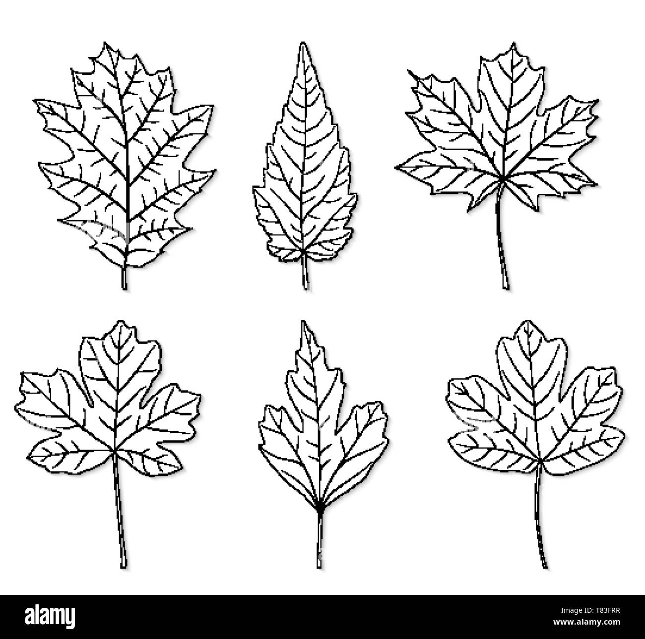 Vector leaves silhouette set Stock Vector Image & Art - Alamy