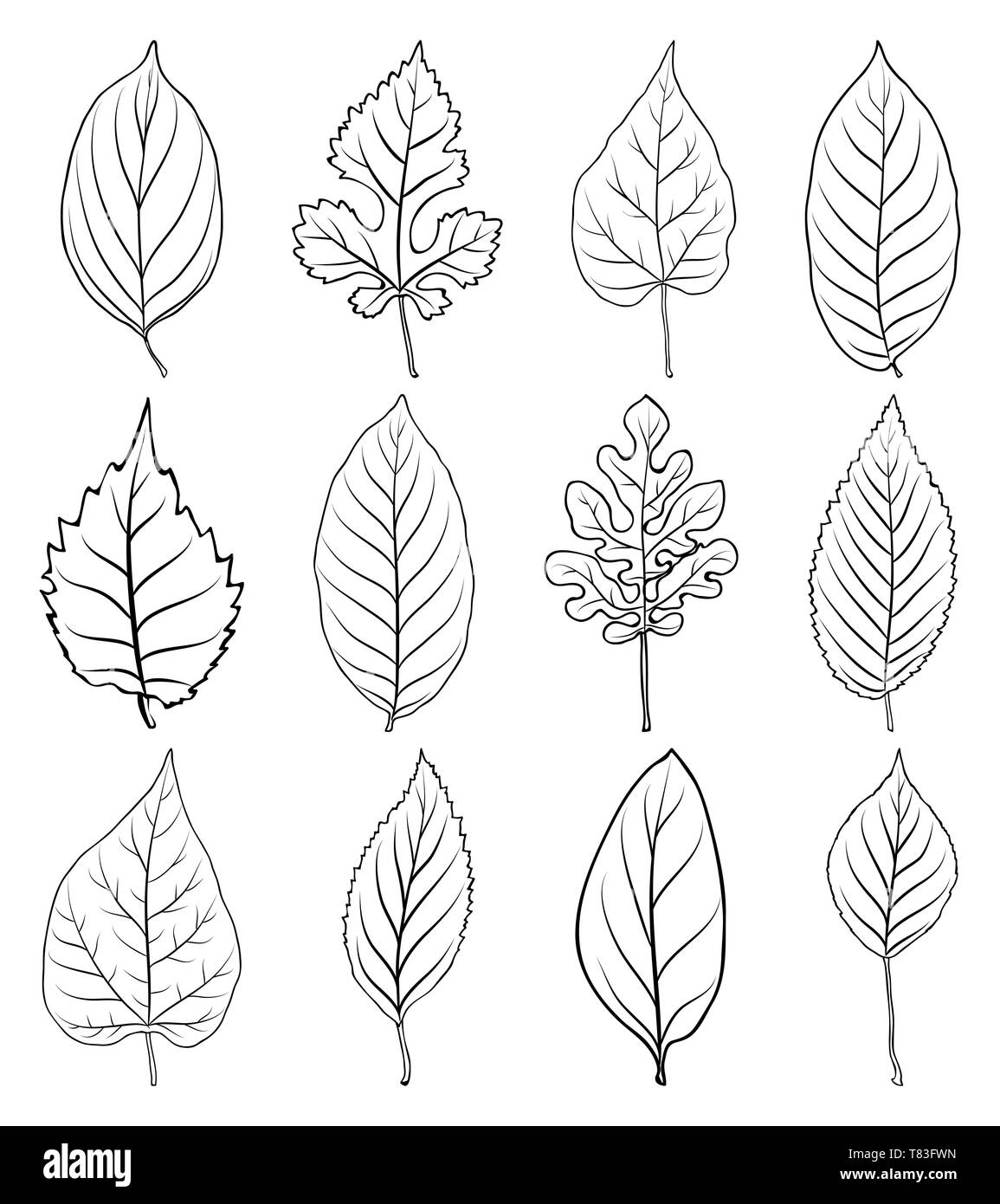 Vector leaves silhouette set isolated on white background Stock Vector ...