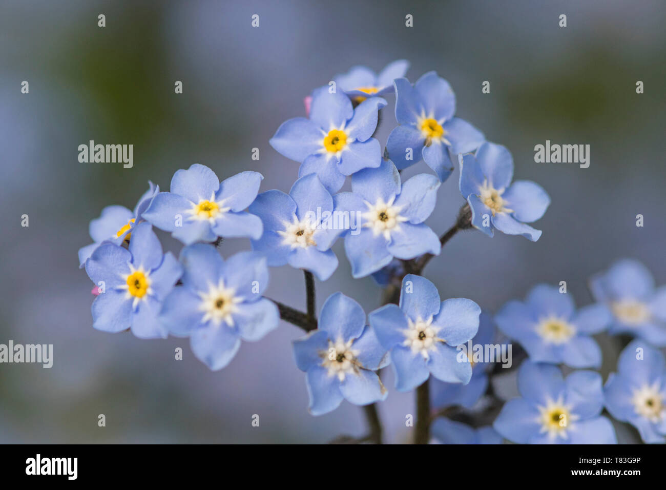 Forget-me-not or Scorpion grass Stock Photo