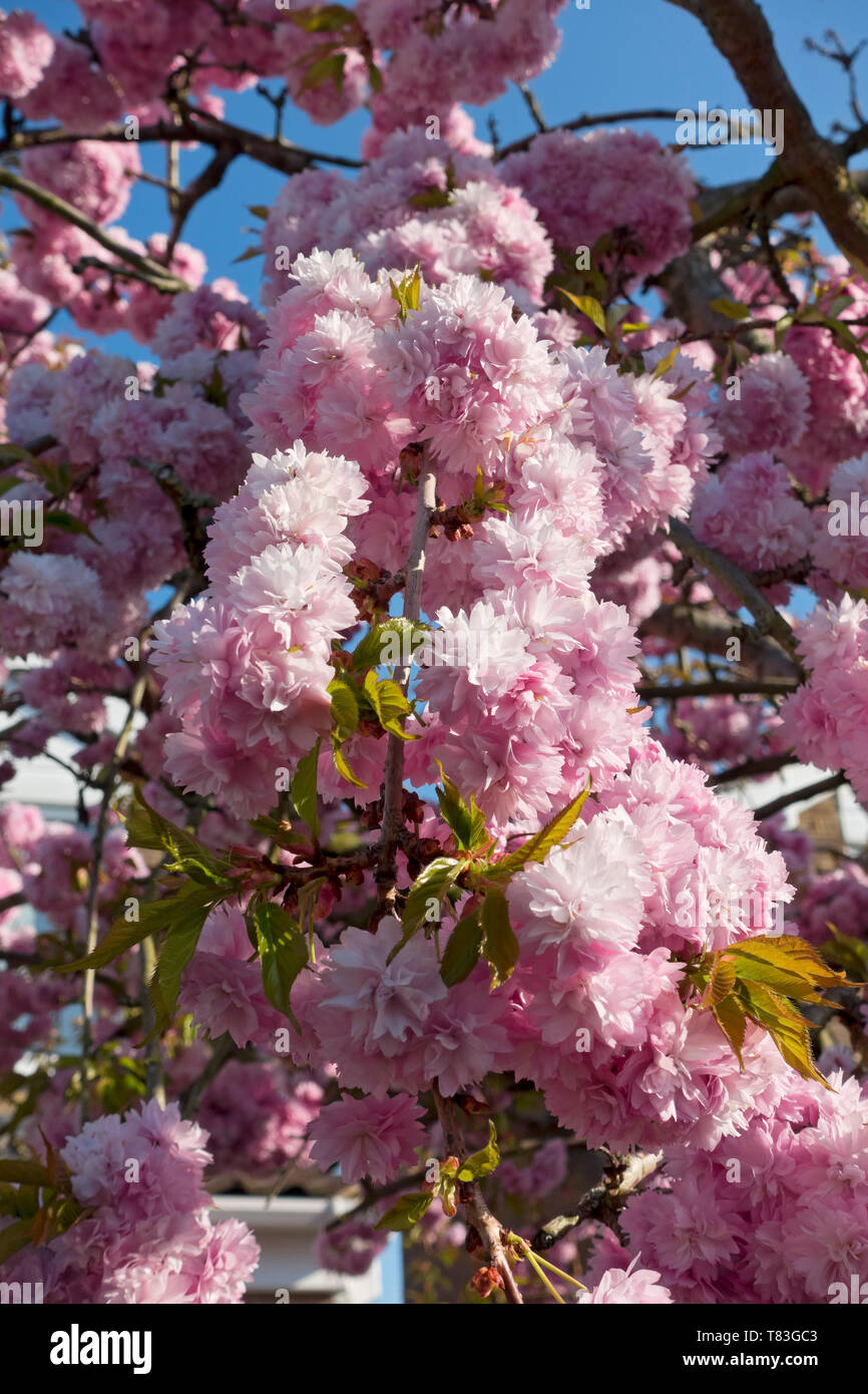 Close up of pink cherry tree blossom flowering flowers flower ornamental in spring England UK United Kingdom GB Great Britain Stock Photo