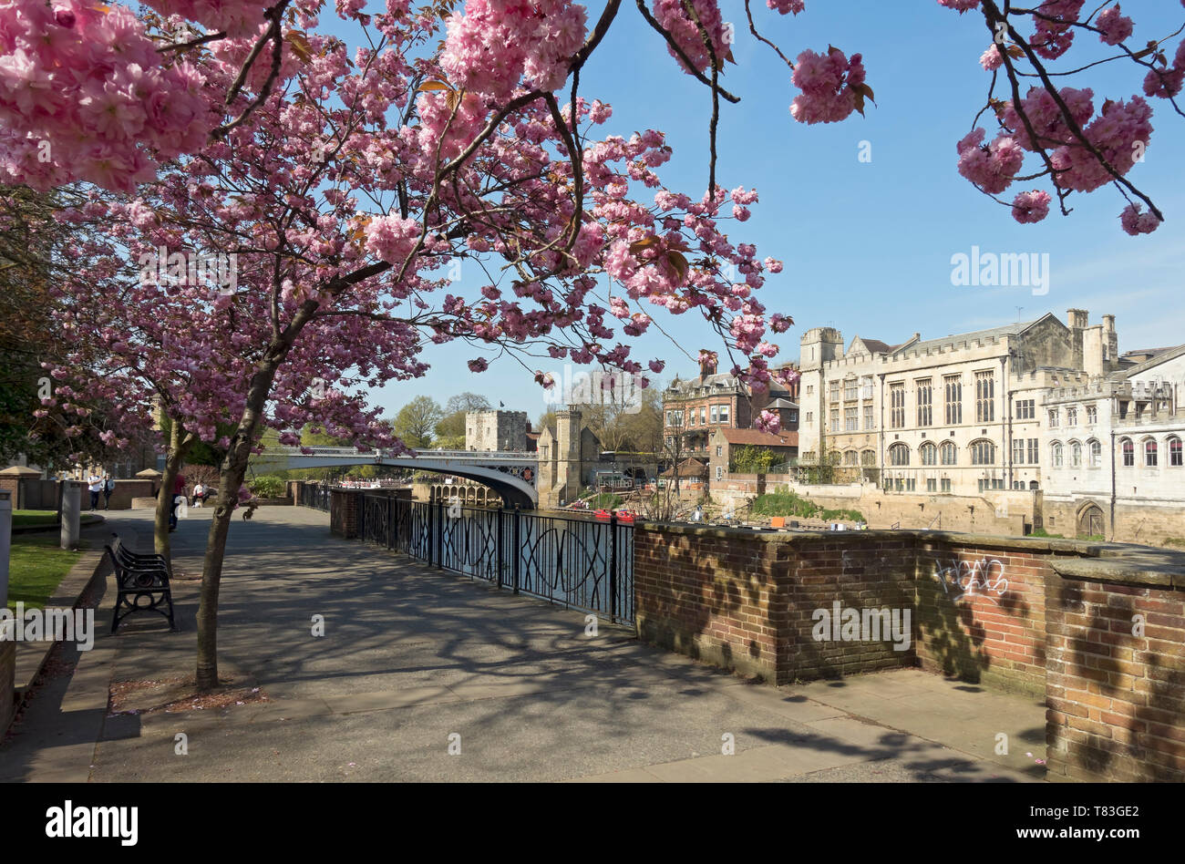 Riverside walk and cherry blossom with the Guildhall and Lendal Bridge in spring York North Yorkshire England UK United Kingdom GB Great Britain Stock Photo