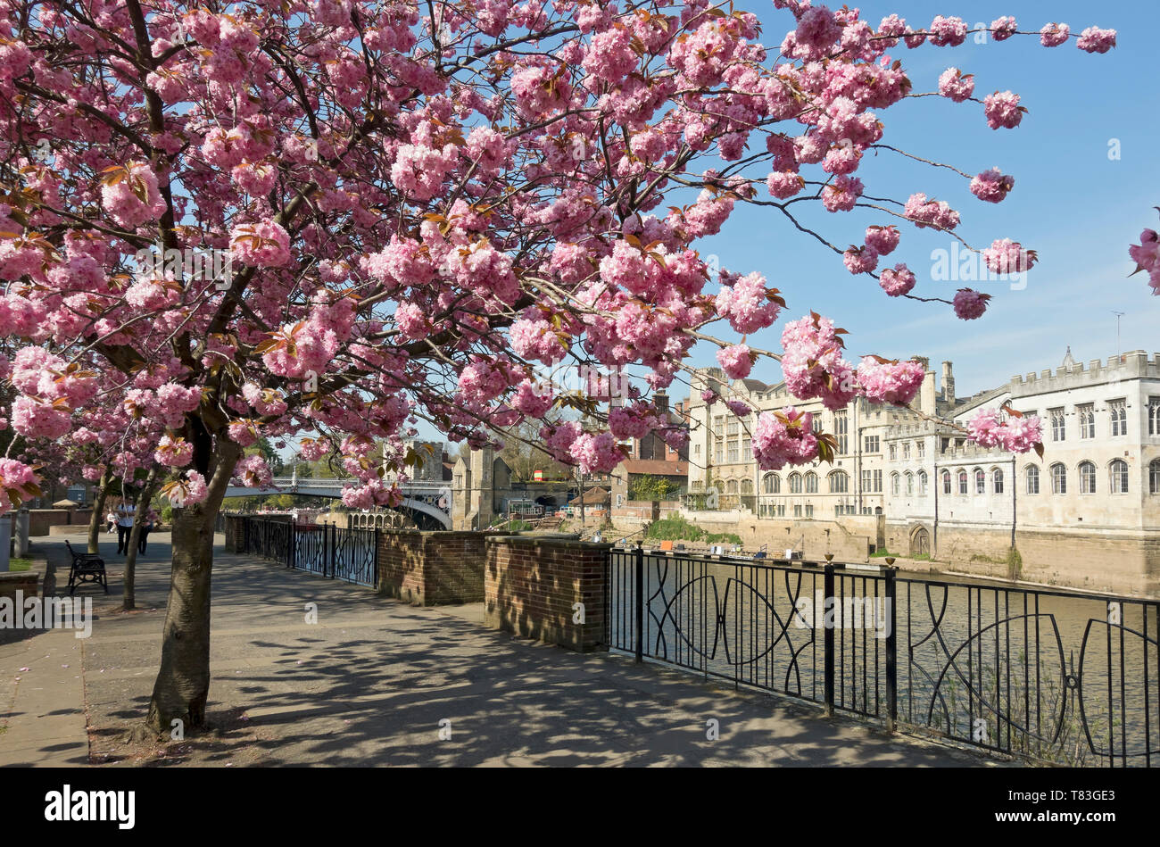 Flowering cherry trees and The Guildhall in spring York North Yorkshire England UK United Kingdom GB Great Britain Stock Photo