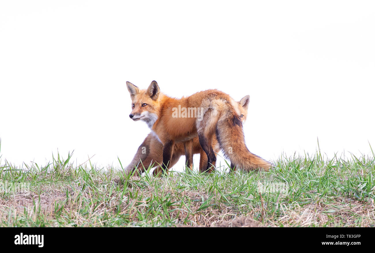 Red fox Vulpes vulpes and her kit on the lookout on a grassy hill in ...