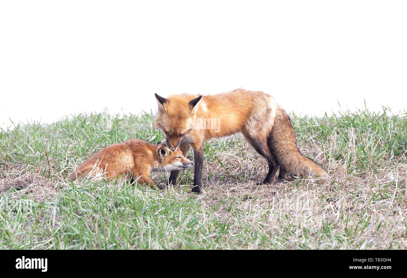 Red fox Vulpes vulpes and her kit sharing a tender moment on a grassy ...