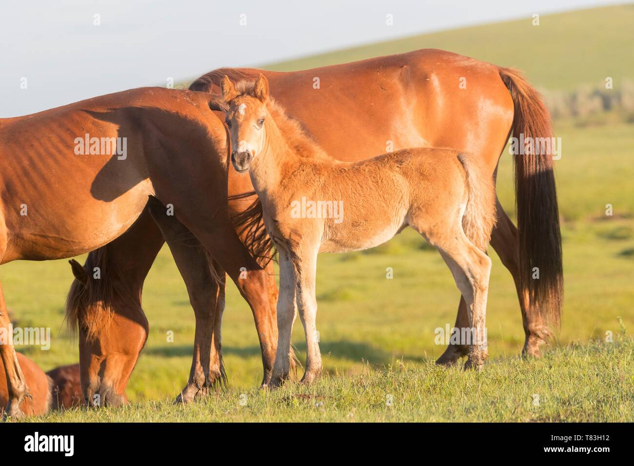 China, Inner Mongolia, Hebei Province, Zhangjiakou, Bashang Grassland, horses in a group in the meadow Stock Photo
