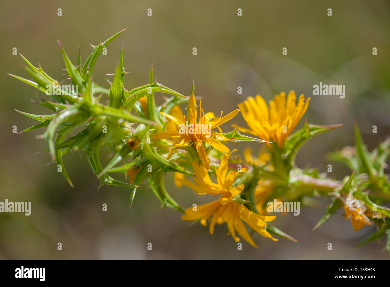 Flora of Gran Canaria -  spiny branches and yellow flowers of  Scolymus grandiflorus Stock Photo