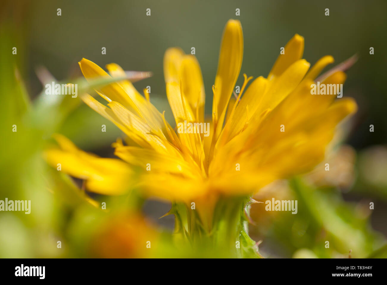 Flora of Gran Canaria -  spiny branches and yellow flowers of  Scolymus grandiflorus Stock Photo