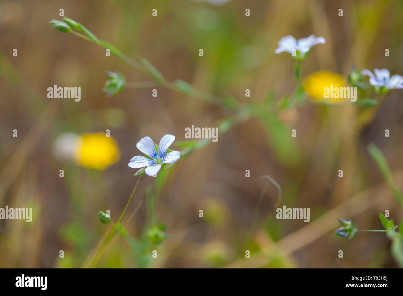 Flora of Gran Canaria - small blue flax flowers Linum bienne Stock Photo