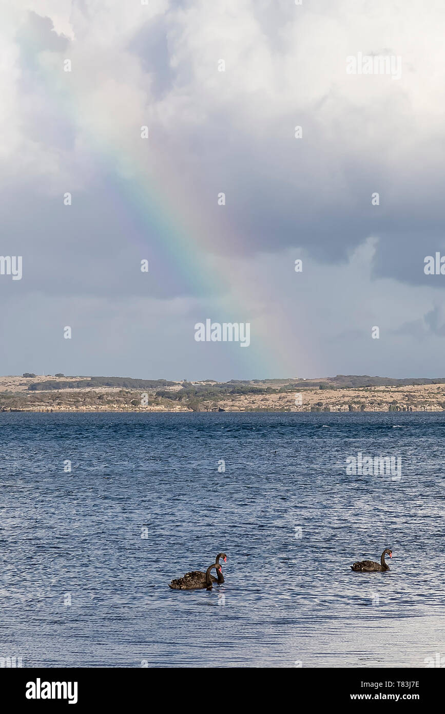 Three Australian black swans in the sea of Kangaroo Island with a rainbow in the background, Western Australia Stock Photo