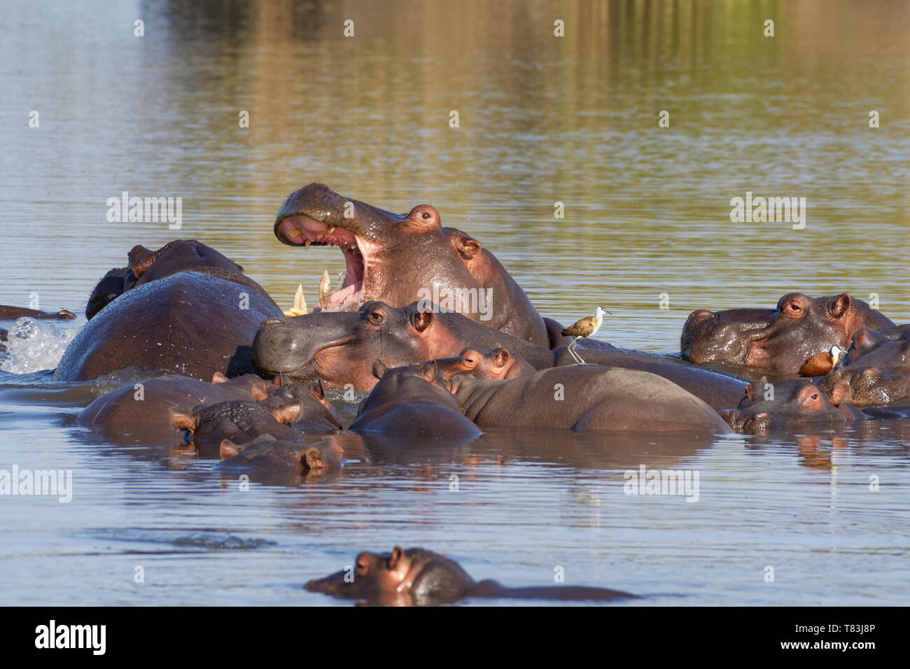 Hippopotamuses (Hippopotamus amphibius), herd with young hippo, an adult fighting, piled one on the other, bathing, with two African jacanas,Kruger NP Stock Photo