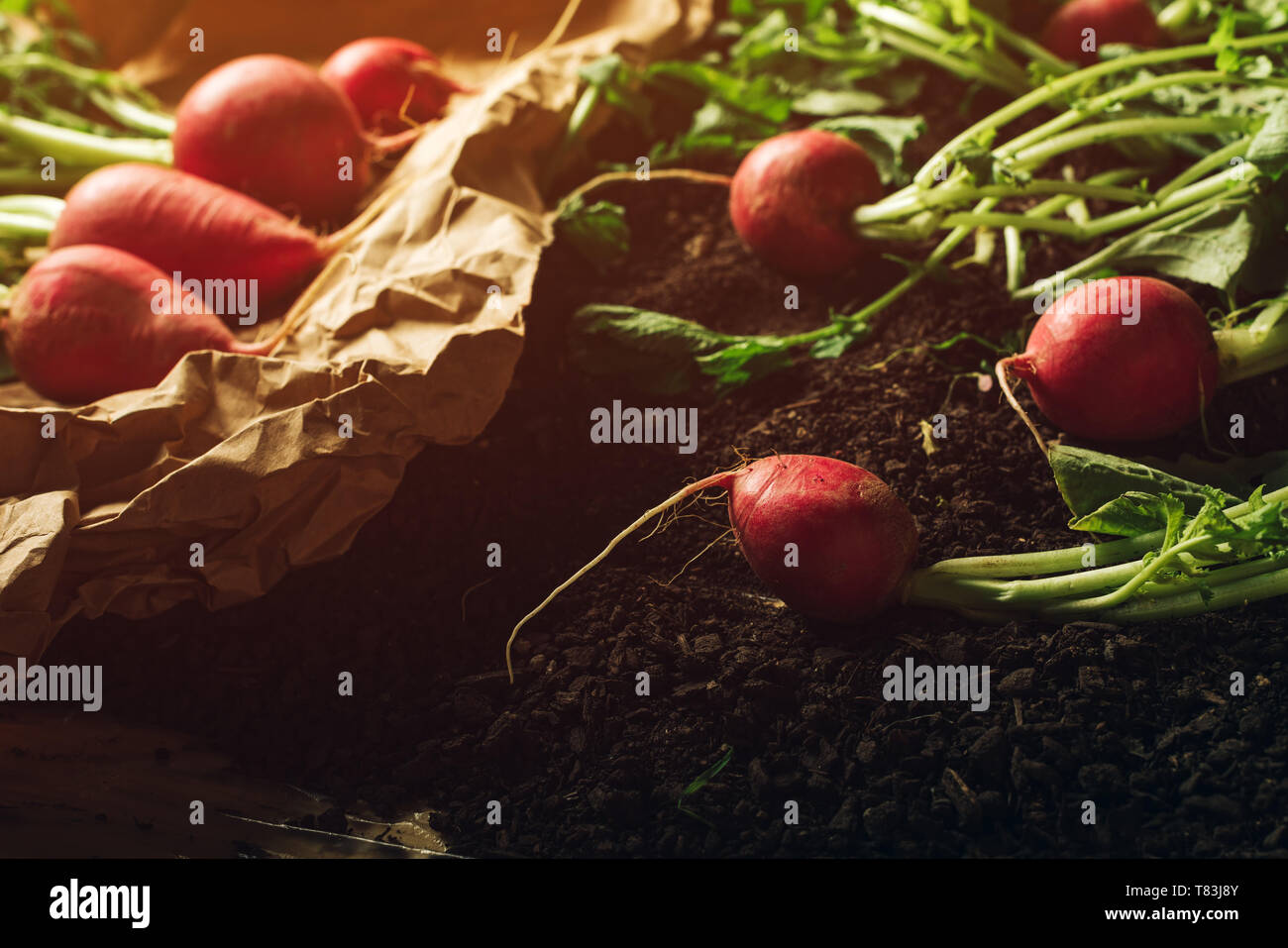 Red garden radishes on ground after harvest, organic homegrown produce