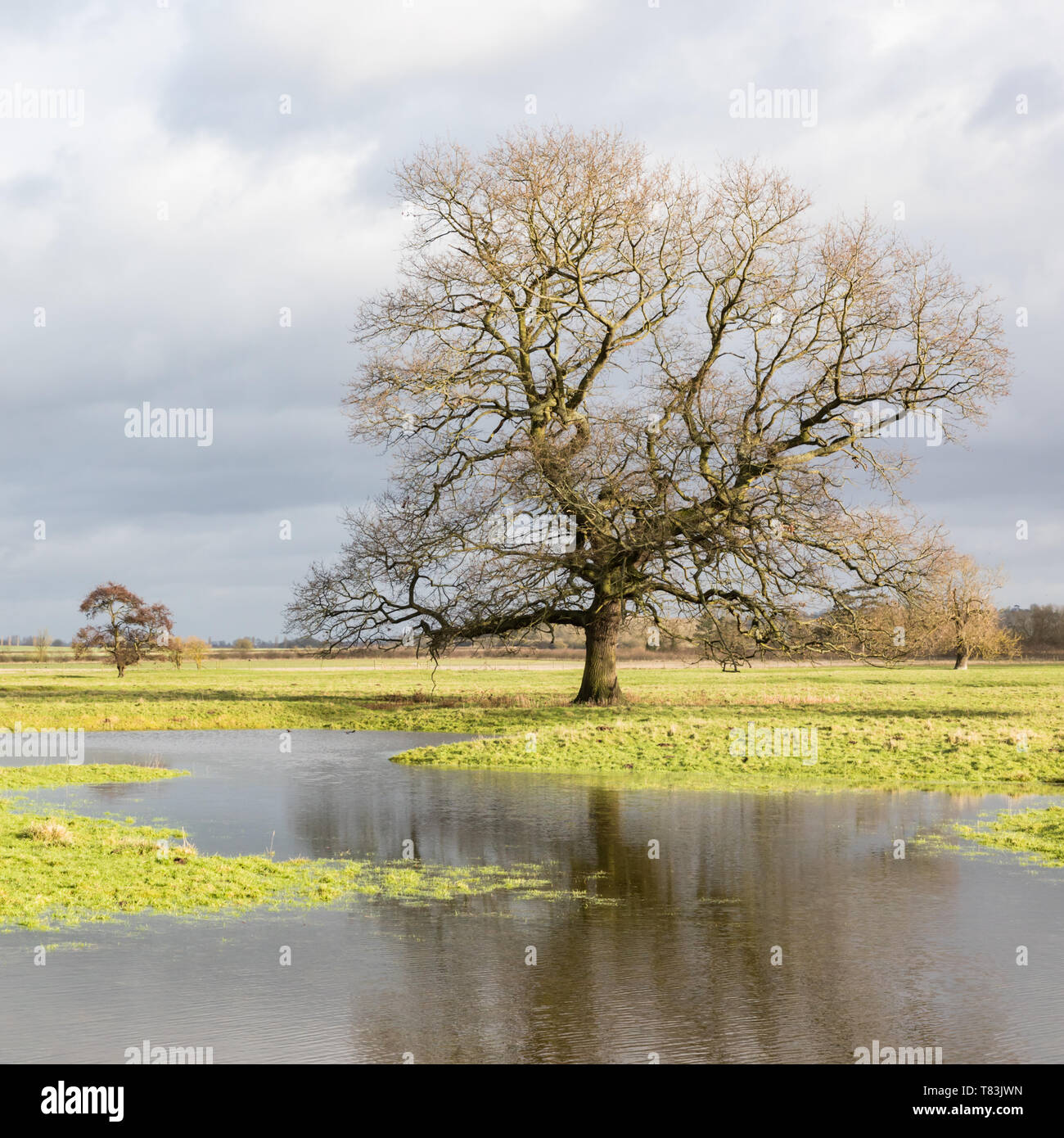 A large, leafless oak tree (Quercus robur), reflected in water, standing on the site of the lost medieval village of Stanford, a scheduled monument. Stock Photo