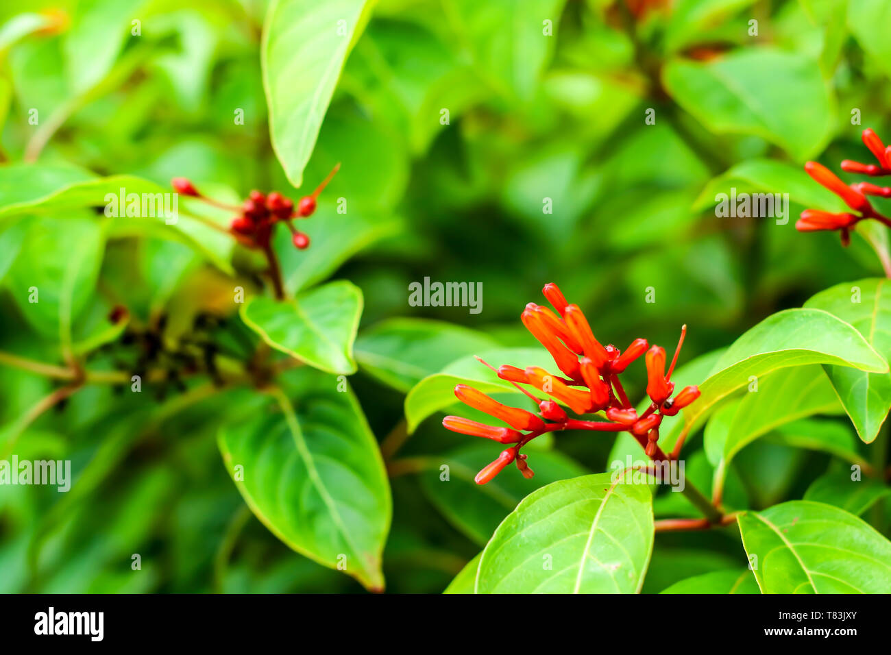 Hamelia patens is a large perennial shrub  in coffee family, Rubiaceae, native american and tropical Stock Photo