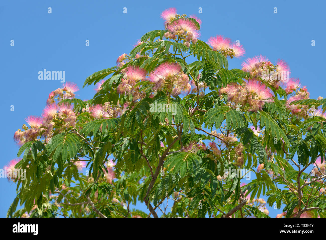 Flowers of Persian silk tree or pink silk tree julibrissin) on the blue sky background
