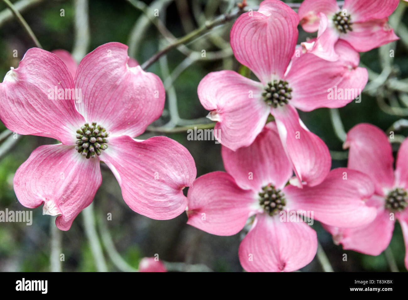 Flowering dogwood, Cornus florida Rubra, Eastern Dogwood, Blooming Pink, Cornus florida, Cornus Rubra, Dogwood Stock Photo
