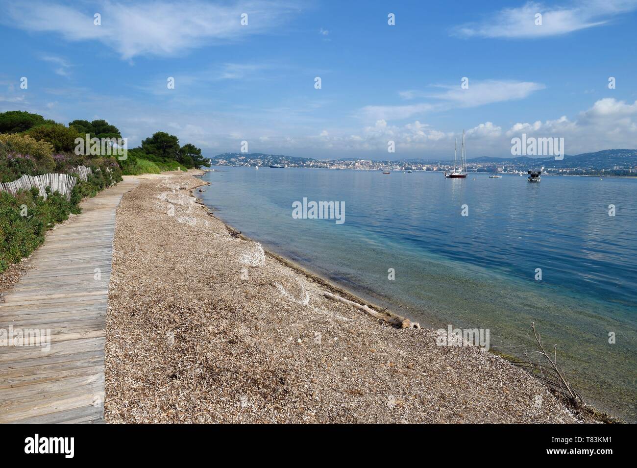France, Alpes Maritimes, Lerins Islands, Sainte Marguerite island, the Bateguier beach covert by posidonia Stock Photo