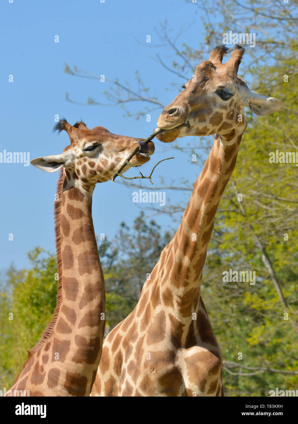 Closeup of two giraffes (Giraffa camelopardalis) with a twig Stock Photo