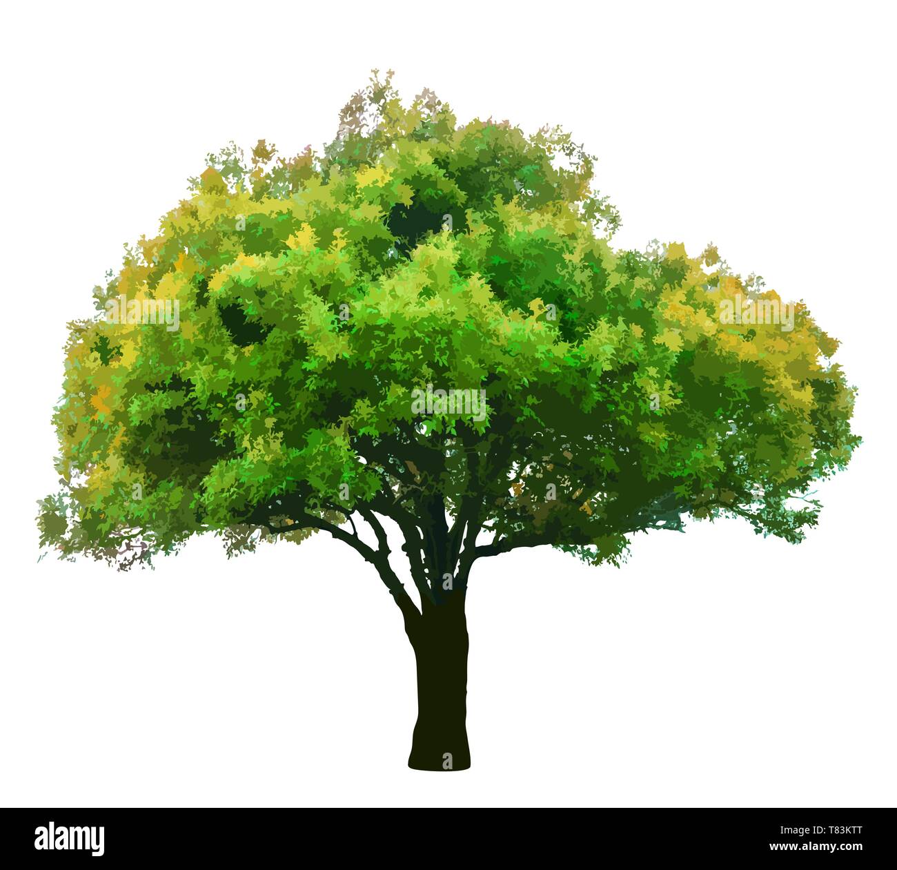 Green tree isolated on white background vector Stock Vector Image & Art ...