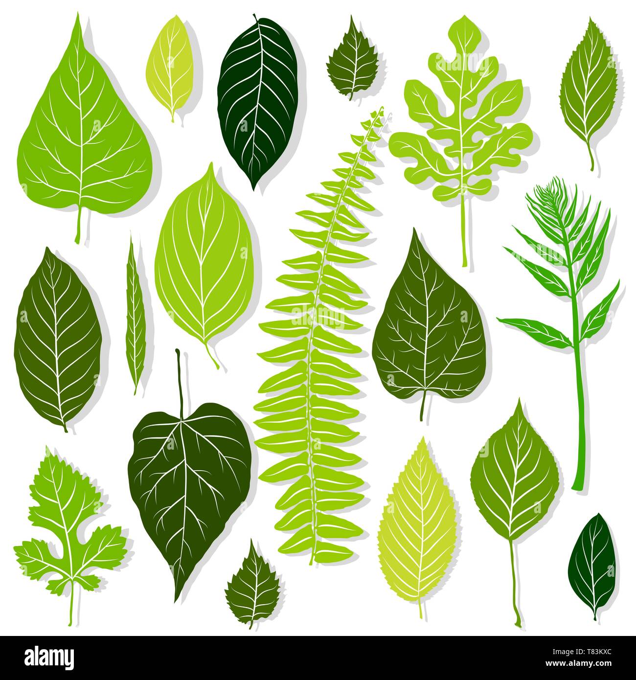 Green leaves set on white background vector Stock Vector Image & Art ...