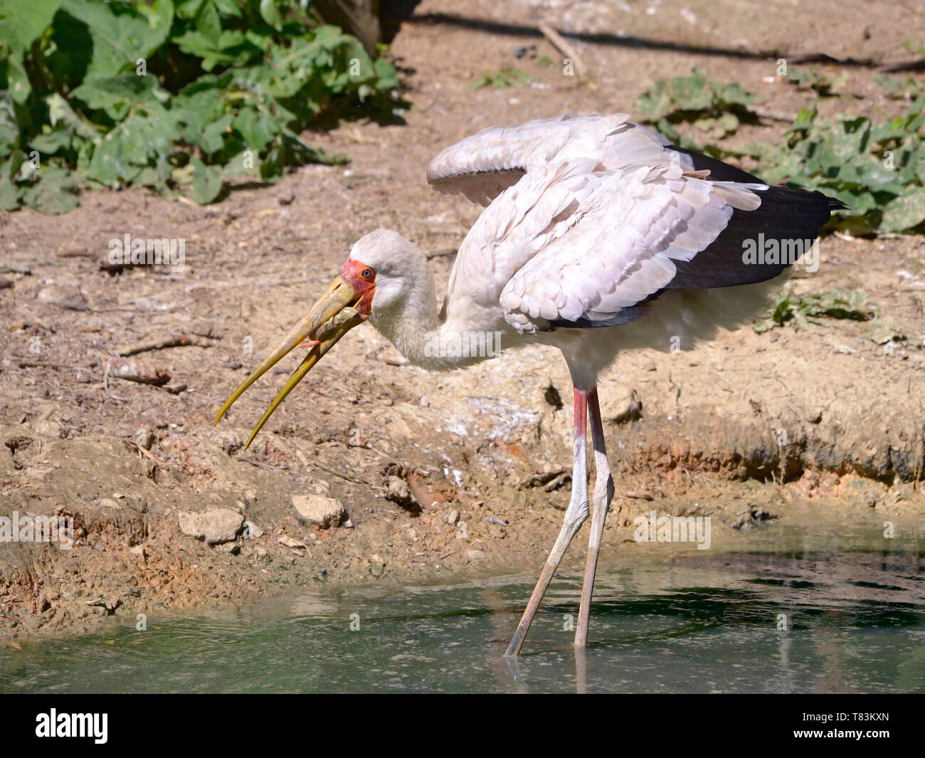 Yellow-billed stork (Mycteria ibis) in water eating chick Stock Photo