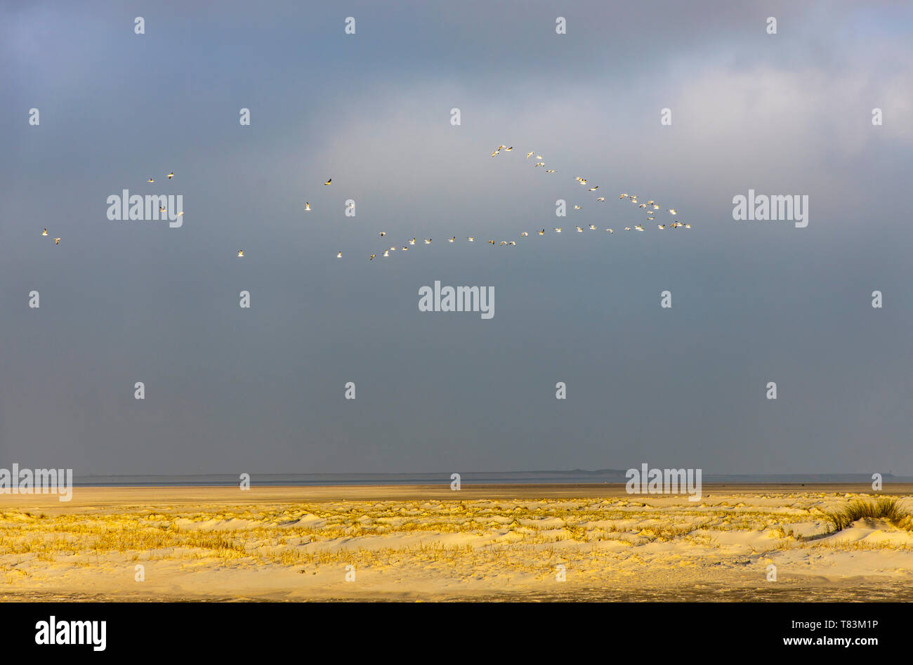 East Frisian North Sea  Island Spiekeroog, Wadden Sea National Park, in winter, beach and dune landscape in the east of the island, Germany Stock Photo