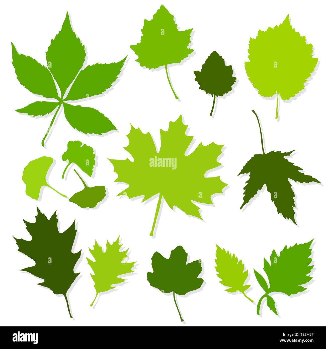 Green leaves set on white background vector Stock Vector Image & Art ...