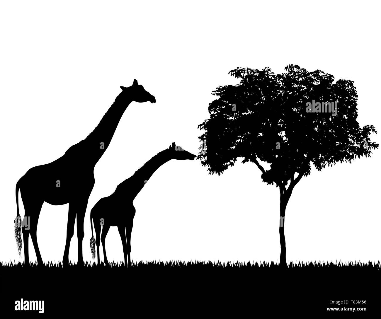 Silhouettes of giraffes and tree on white background vector Stock ...