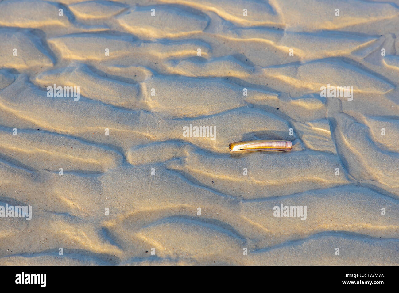 East Frisian Nordsee Island Spiekeroog, Wadden Sea National Park, in winter, shell, Stock Photo