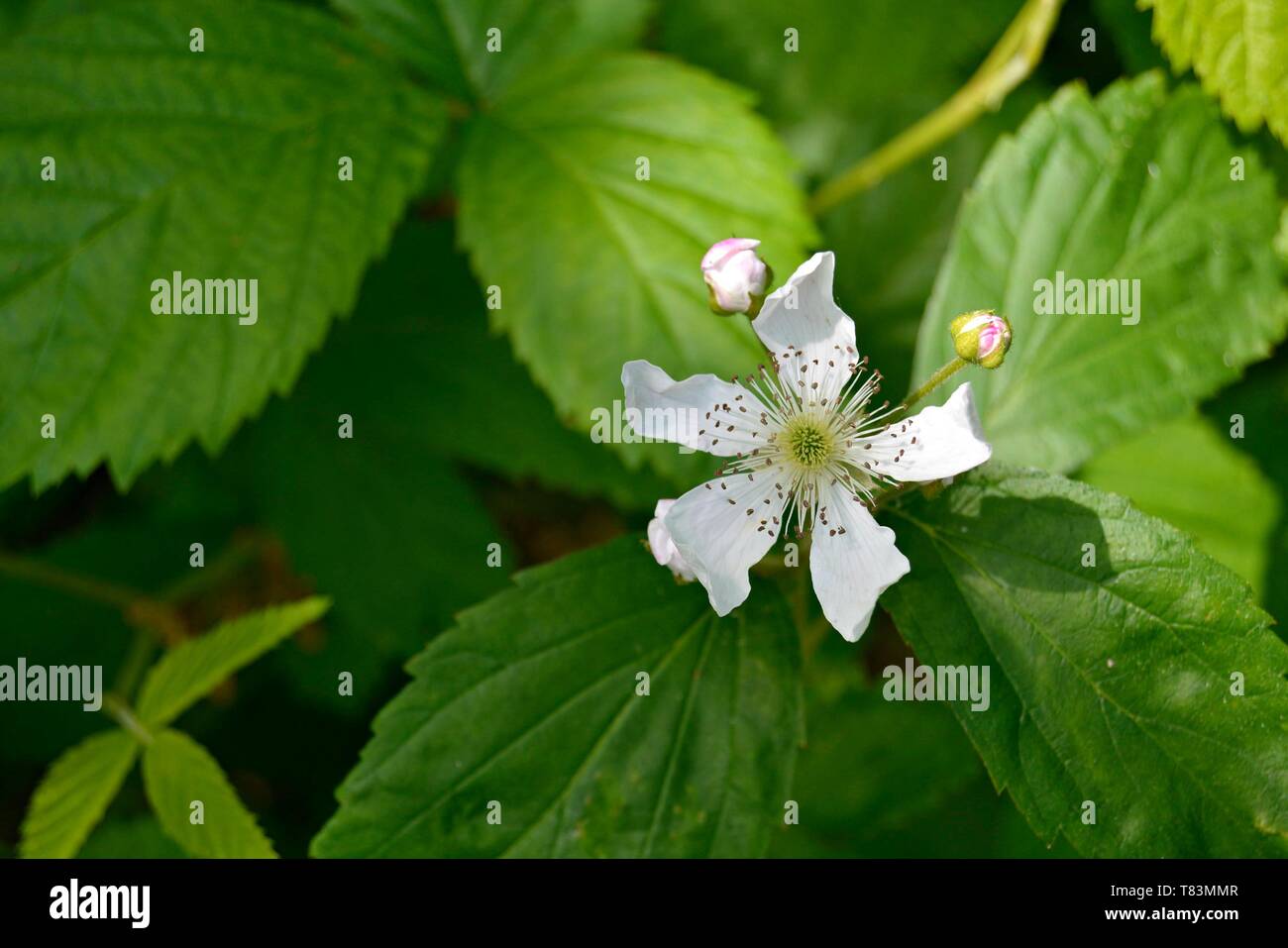 Closeup of a White Blackberry Flower with Green Leaves Stock Photo