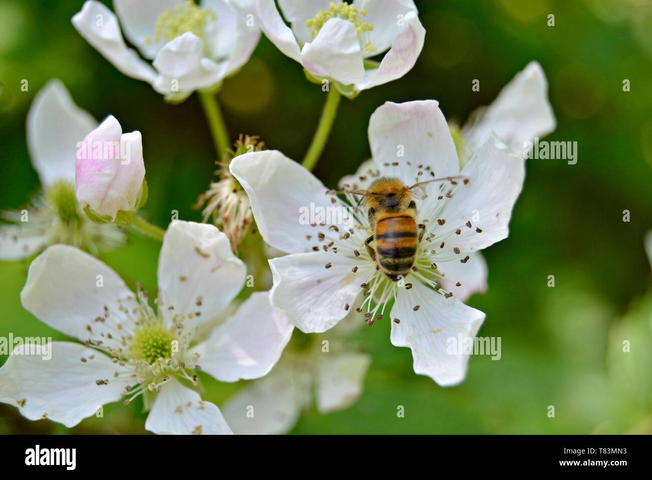 Closeup of a Honey Bee on a White Blackberry Flower Stock Photo