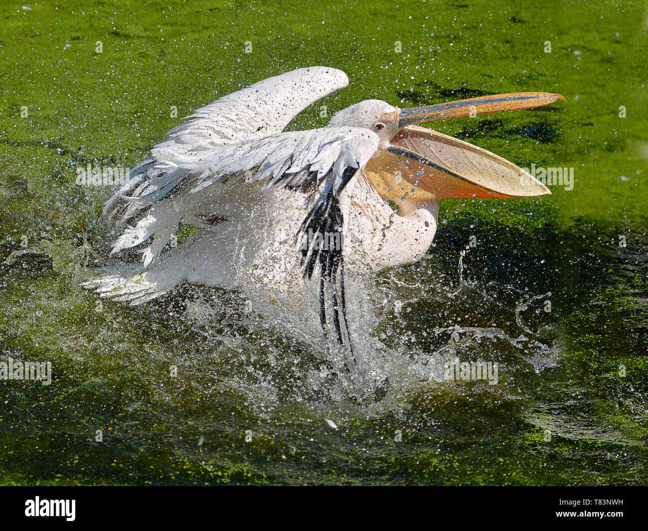 Closeup of white pelican (Pelecanus onocrotalus) on the water, the open beak, shaking its wings creating sprays of water Stock Photo