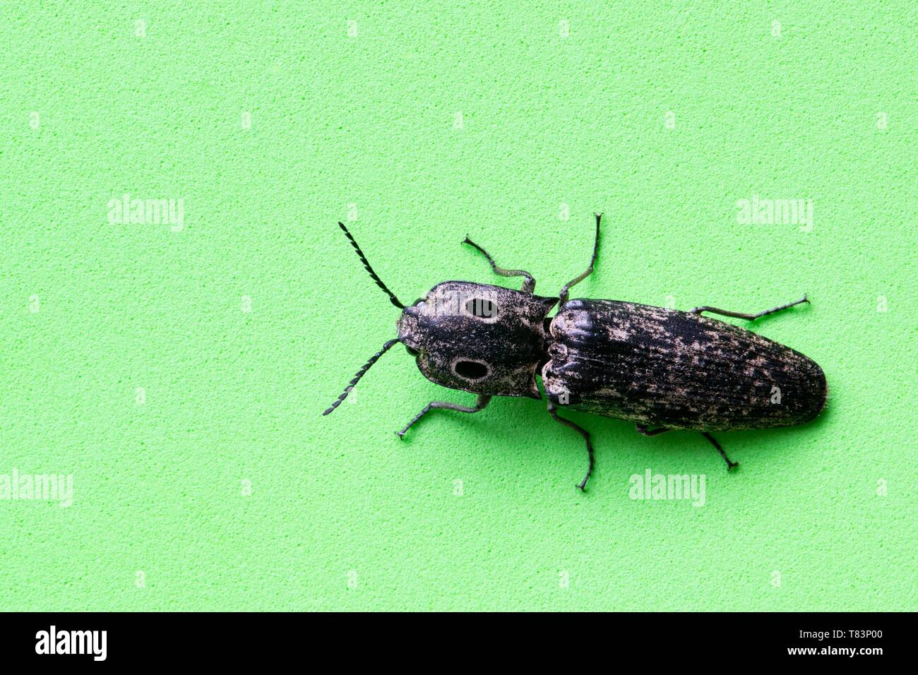 An Eastern-Eyed Click Beetle (Alaus oculatus) on a plain green background. Their false eyes help to confuse predators. They are not considered pests. Stock Photo