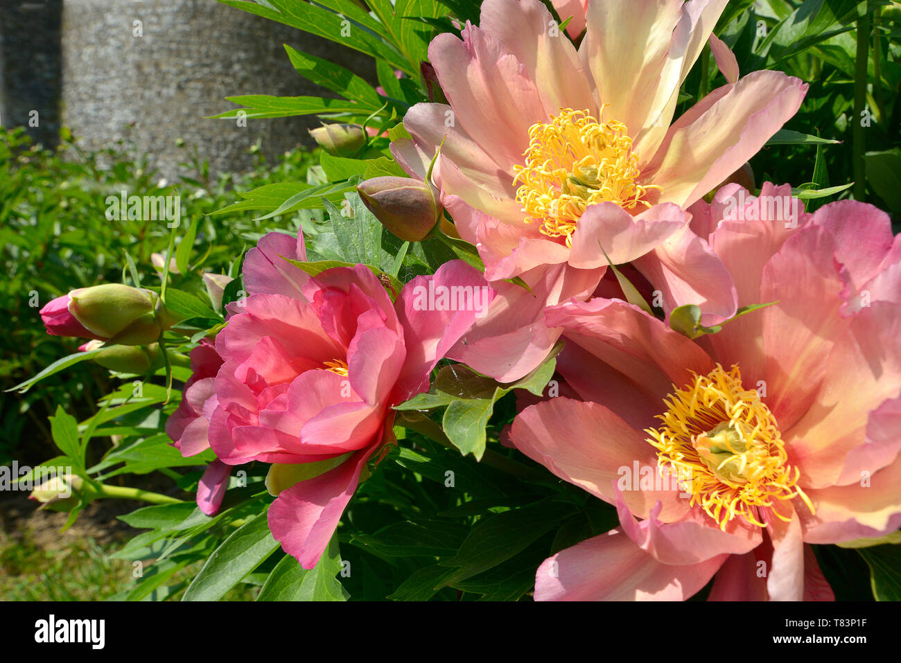 Closeup orange Chinese peonies flowers (Paeonia lactiflora Stock Photo