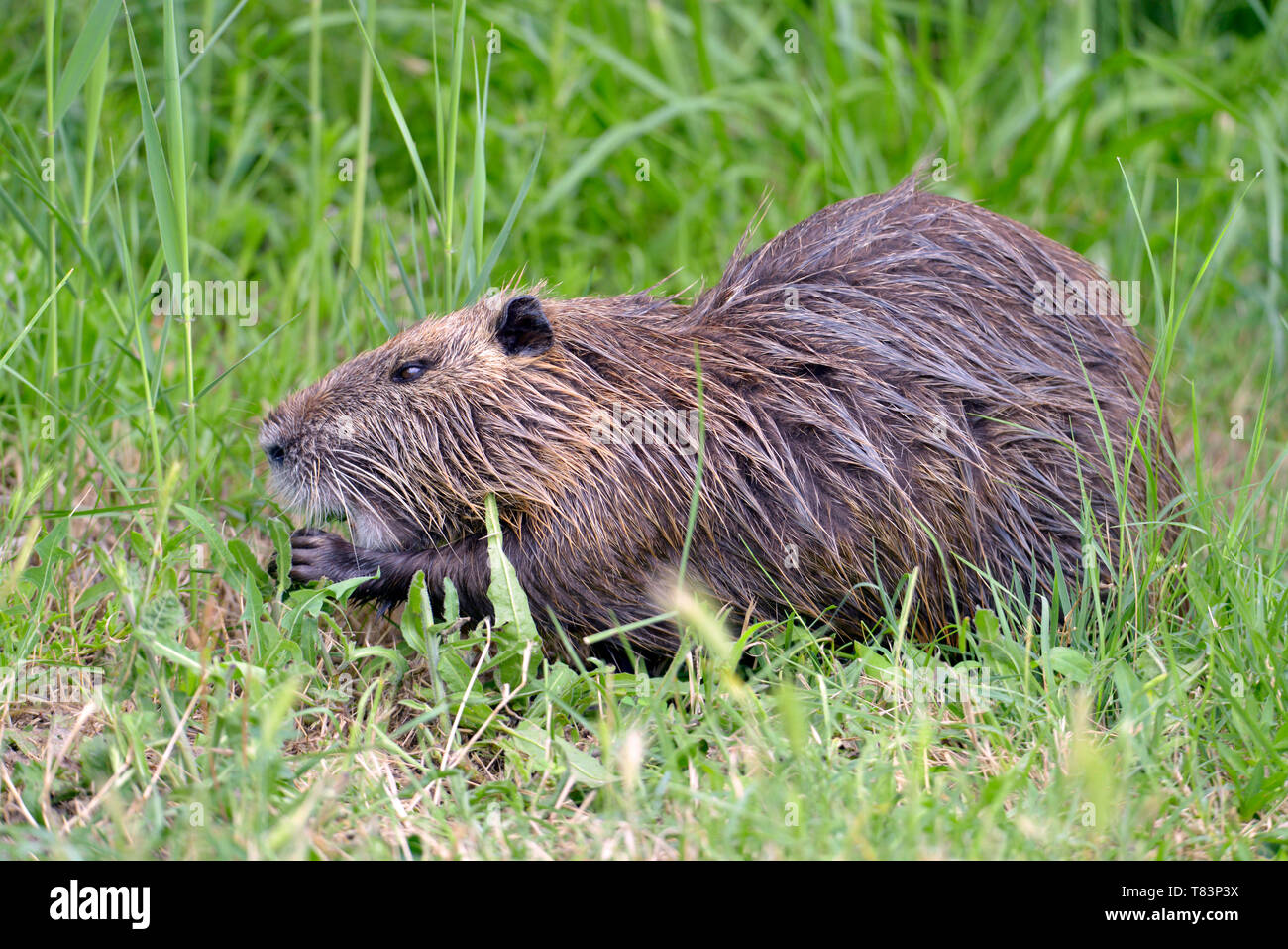 Closeup coypu (Myocastor coypus) in grass seen from profile near the ponds of Camargue in France Stock Photo