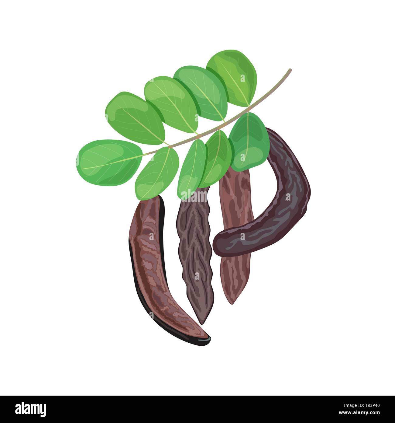 Ripe Carob branch with sweet pods, leaves on white background. vector illustration. for food decoration, bakery Stock Vector