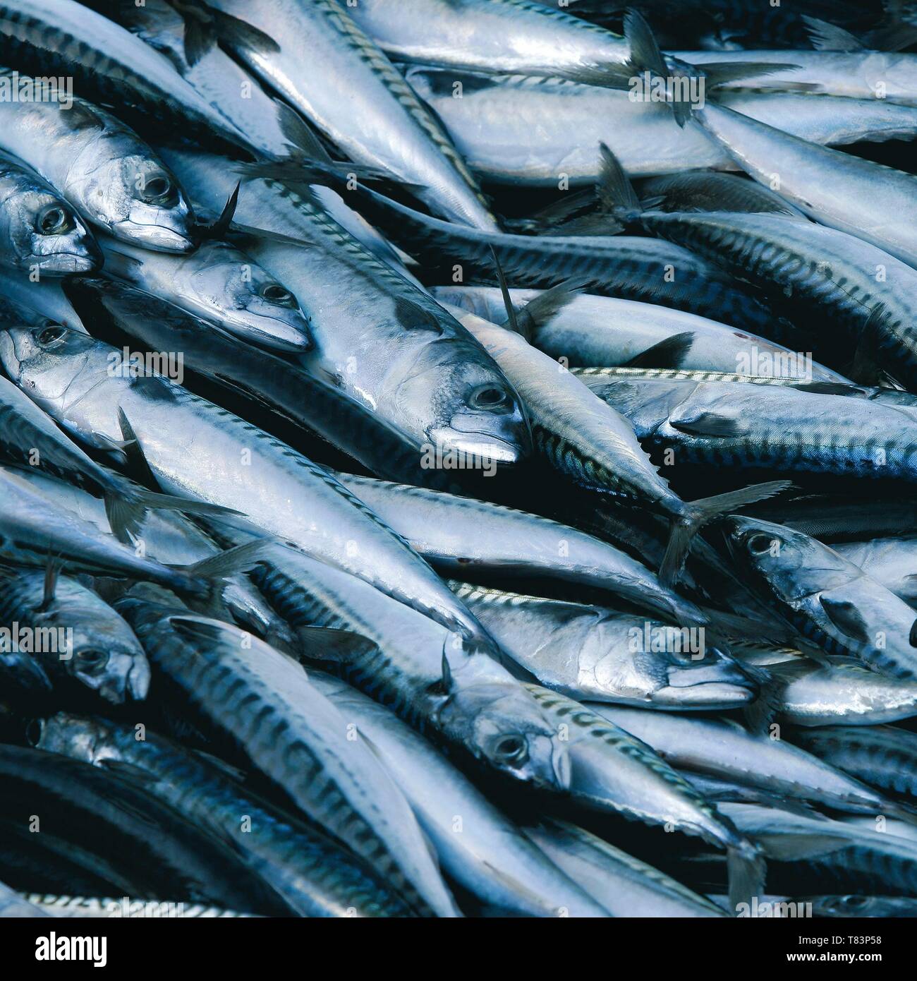 Spain, Asturias, sardines fished at sea Stock Photo