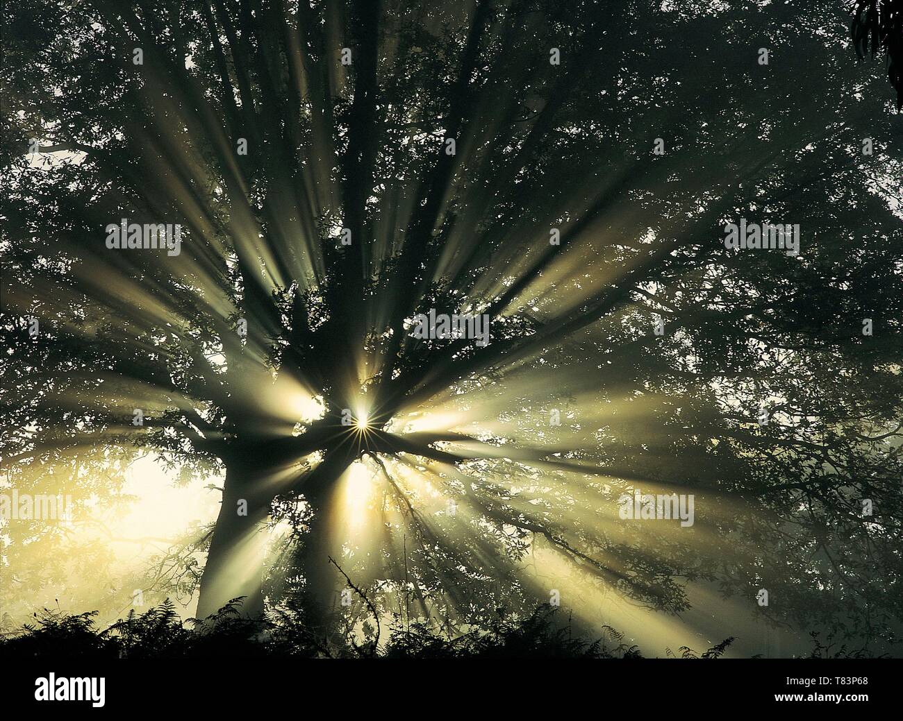 Sun rays through copse hi-res stock photography and images - Alamy