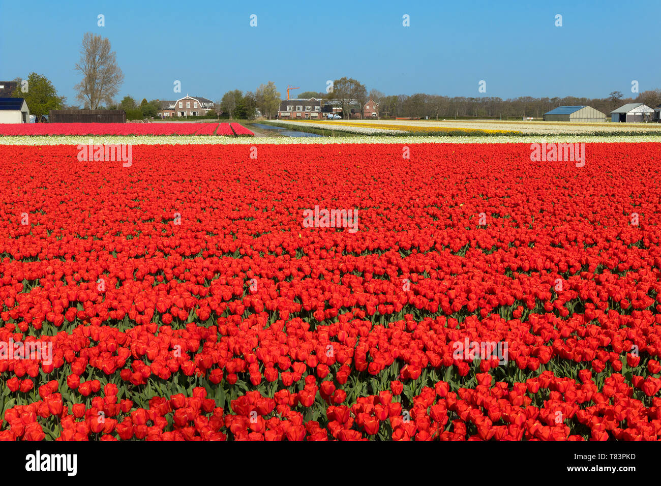 Lisse, Holland April 18, 2019 Traditional Dutch tulip field with