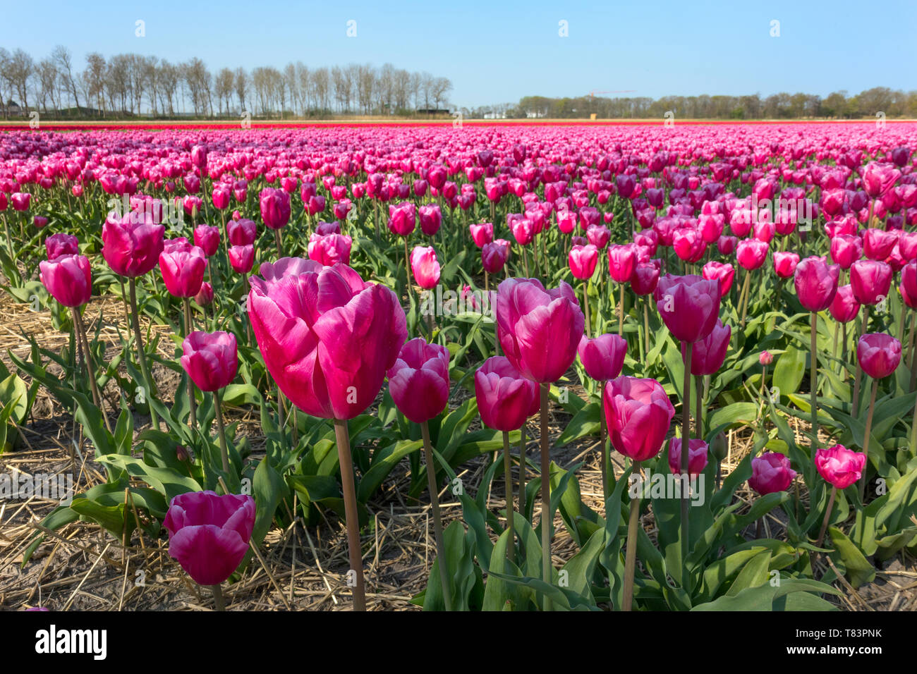 Lisse, Holland - April 18, 2019: Traditional Dutch tulip field with rows of pink flowers close up Stock Photo