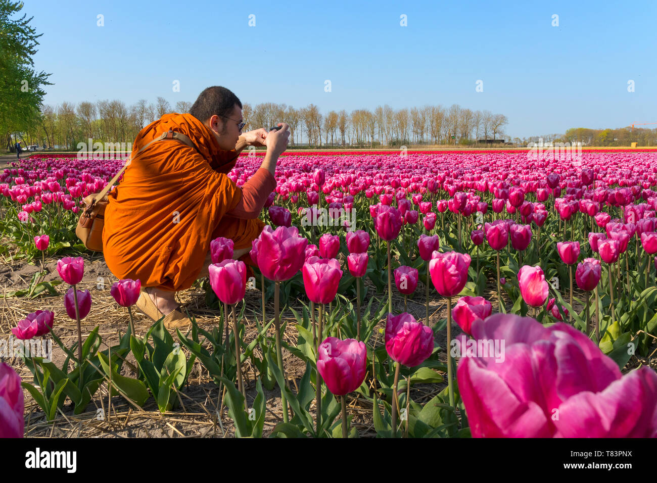 Lisse, Holland - April 18, 2019: Buddhist monk photographing the traditional Dutch tulip fields with rows of pink, red and yellow flowers Stock Photo