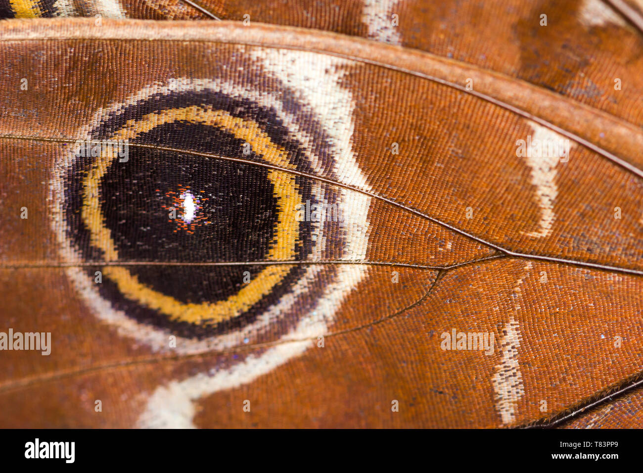 Bright wing color pattern hi-res stock photography and images - Alamy