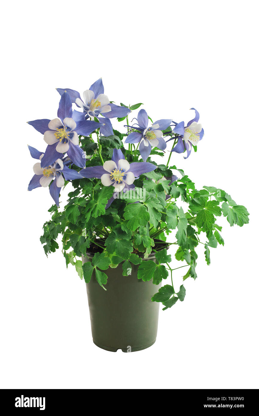 Potted Columbine, Aquilegia, member of the Ranunculaceae family, isolated over a white background with clipping path included. Perennial garden plant. Stock Photo