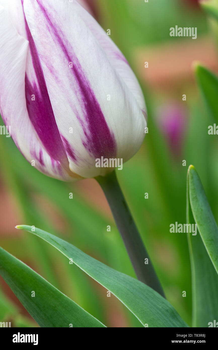 Tulipa ‘Flaming Flag’. Tulip ‘Flaming Flag’ flowers. UK Stock Photo