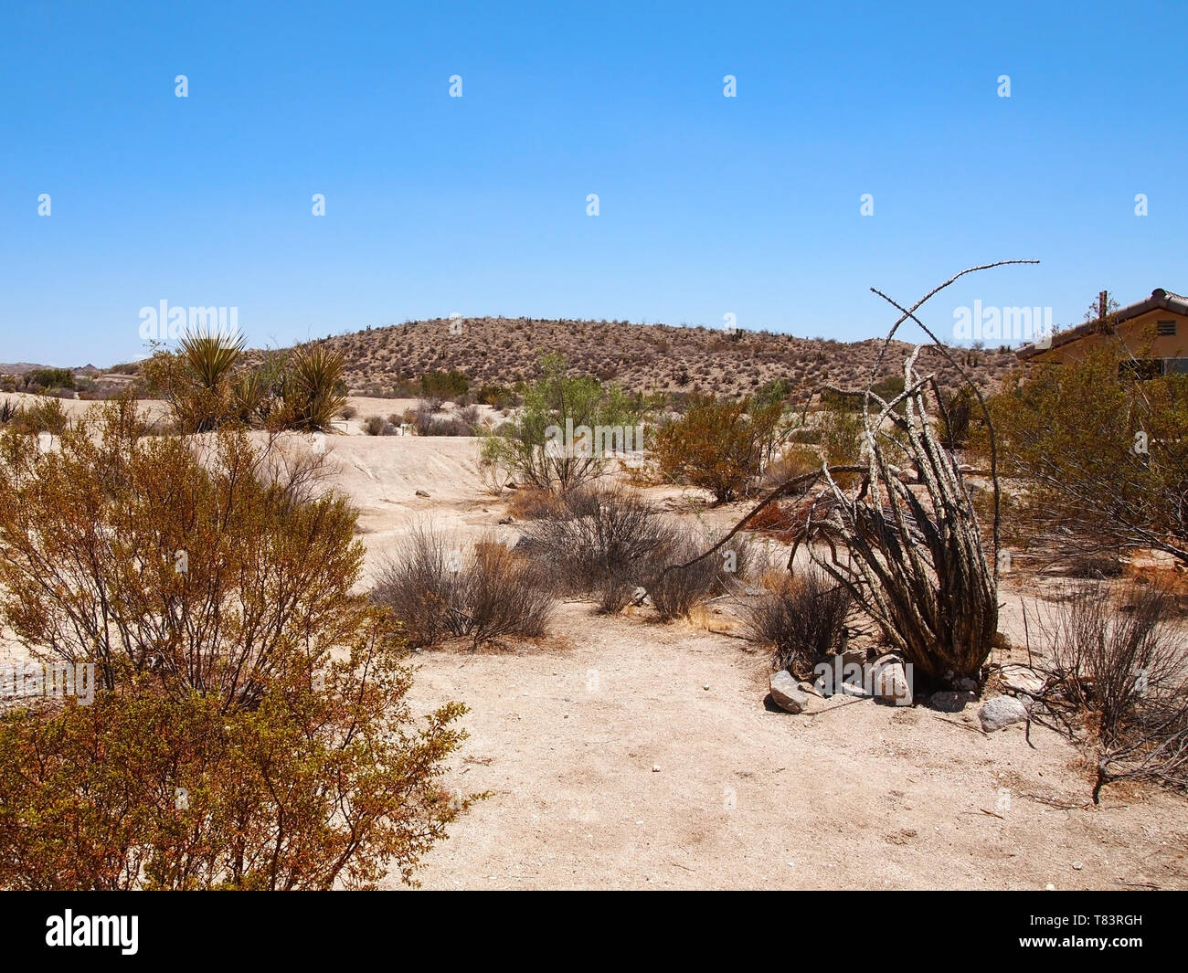 Western cottonwood tree hires stock photography and images Alamy