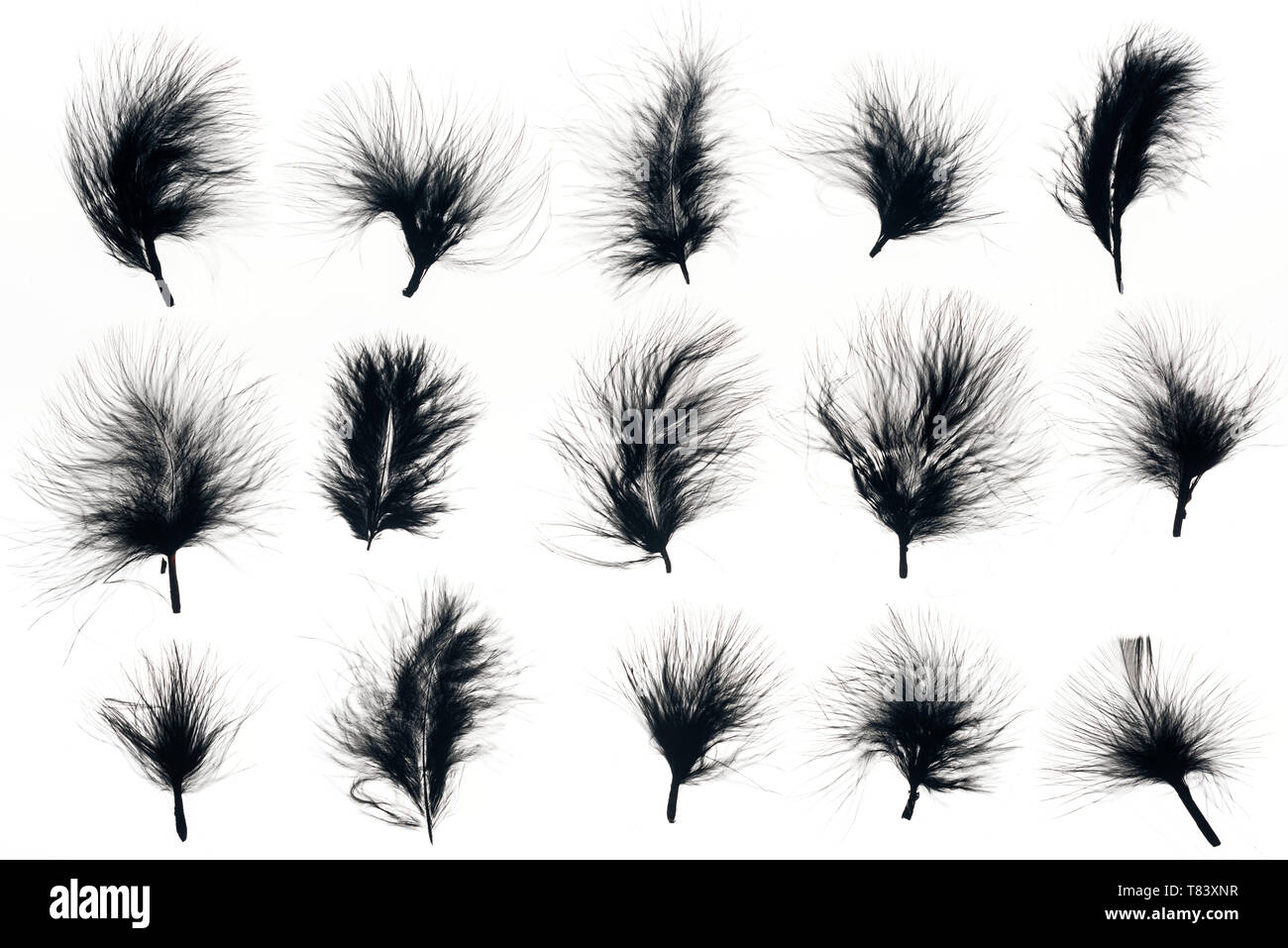 seamless background with black feathers isolated on white Stock Photo