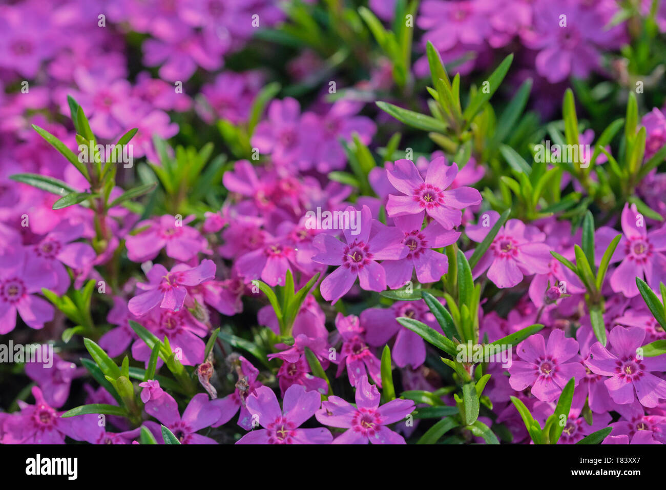 close up of a violet phlox flower in Latin called Phlox subulata, picture-filling Stock Photo