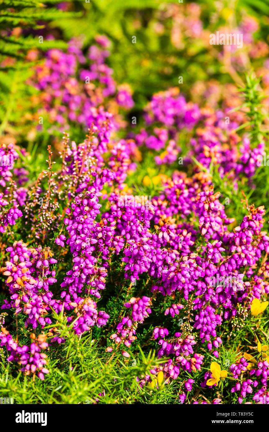 France, Cotes d'Armor, Erquy Cape, heather in bloom Stock Photo - Alamy