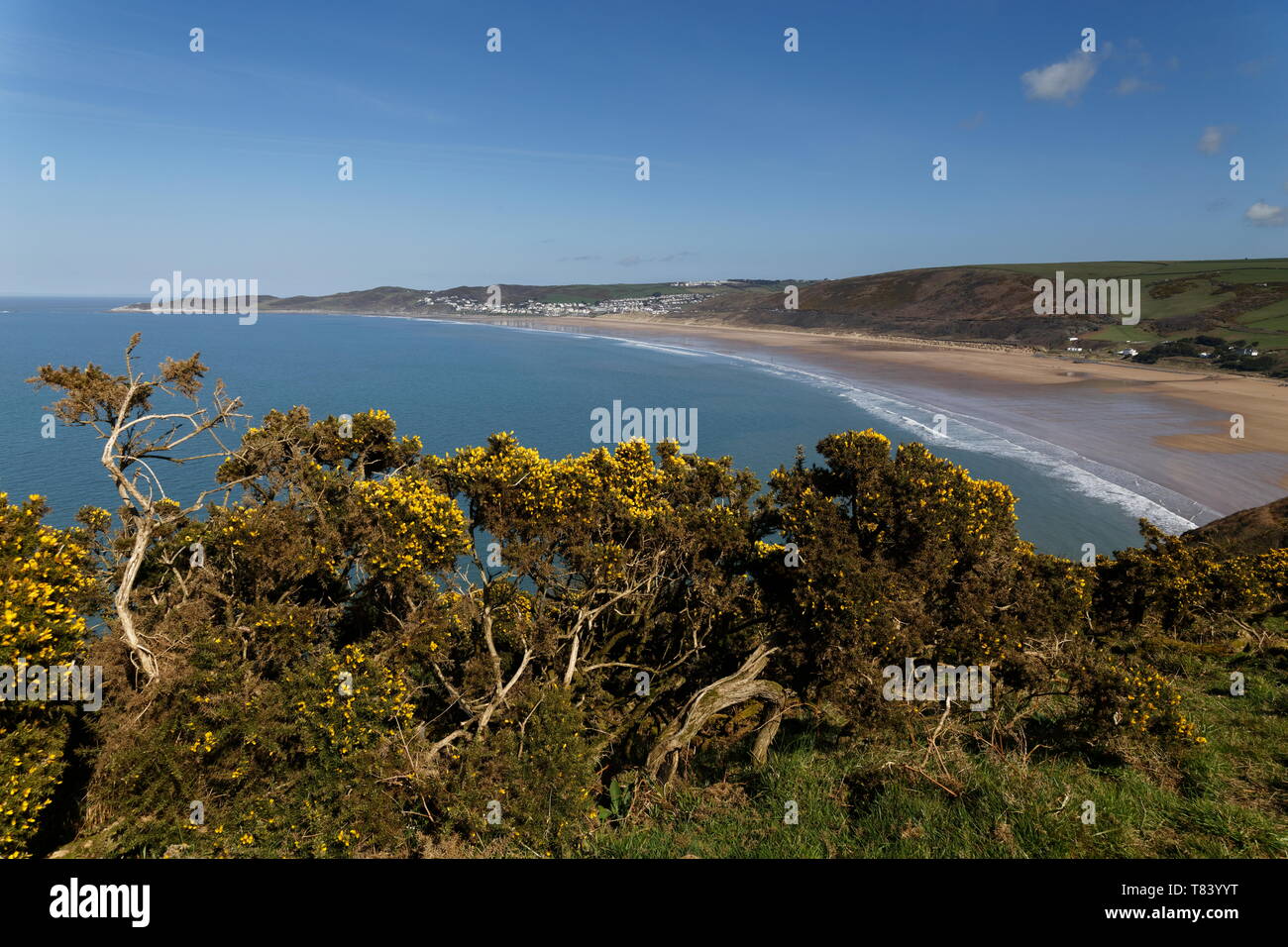 Gorse in yellow flower and view of Woolacombe Bay from Baggy Point coast path Devon Stock Photo